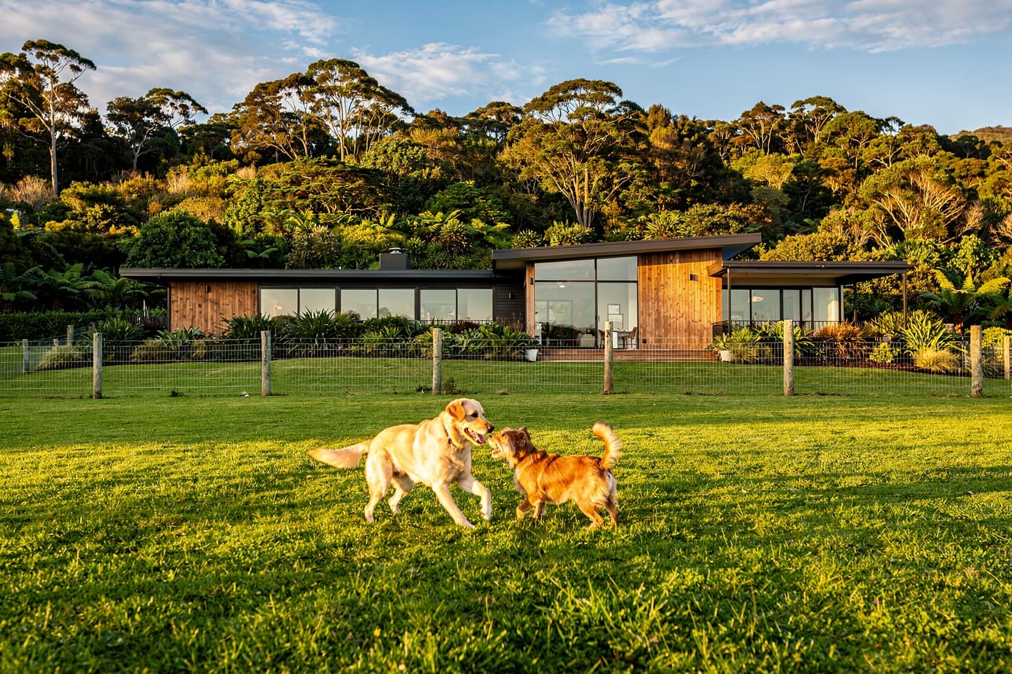 Two dogs playing on a green lawn in front of a modern timber bach at golden hour