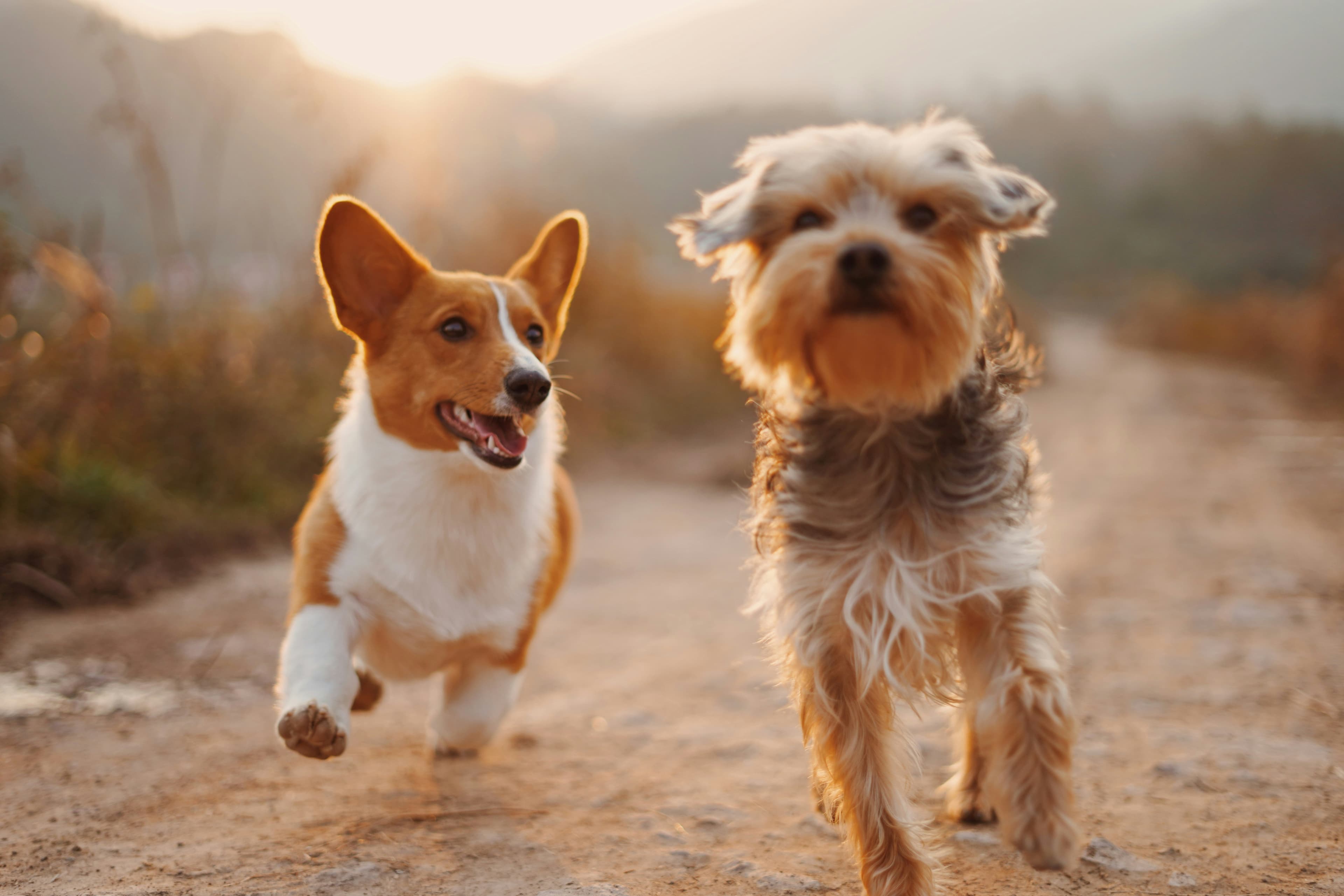 Happy dogs running free