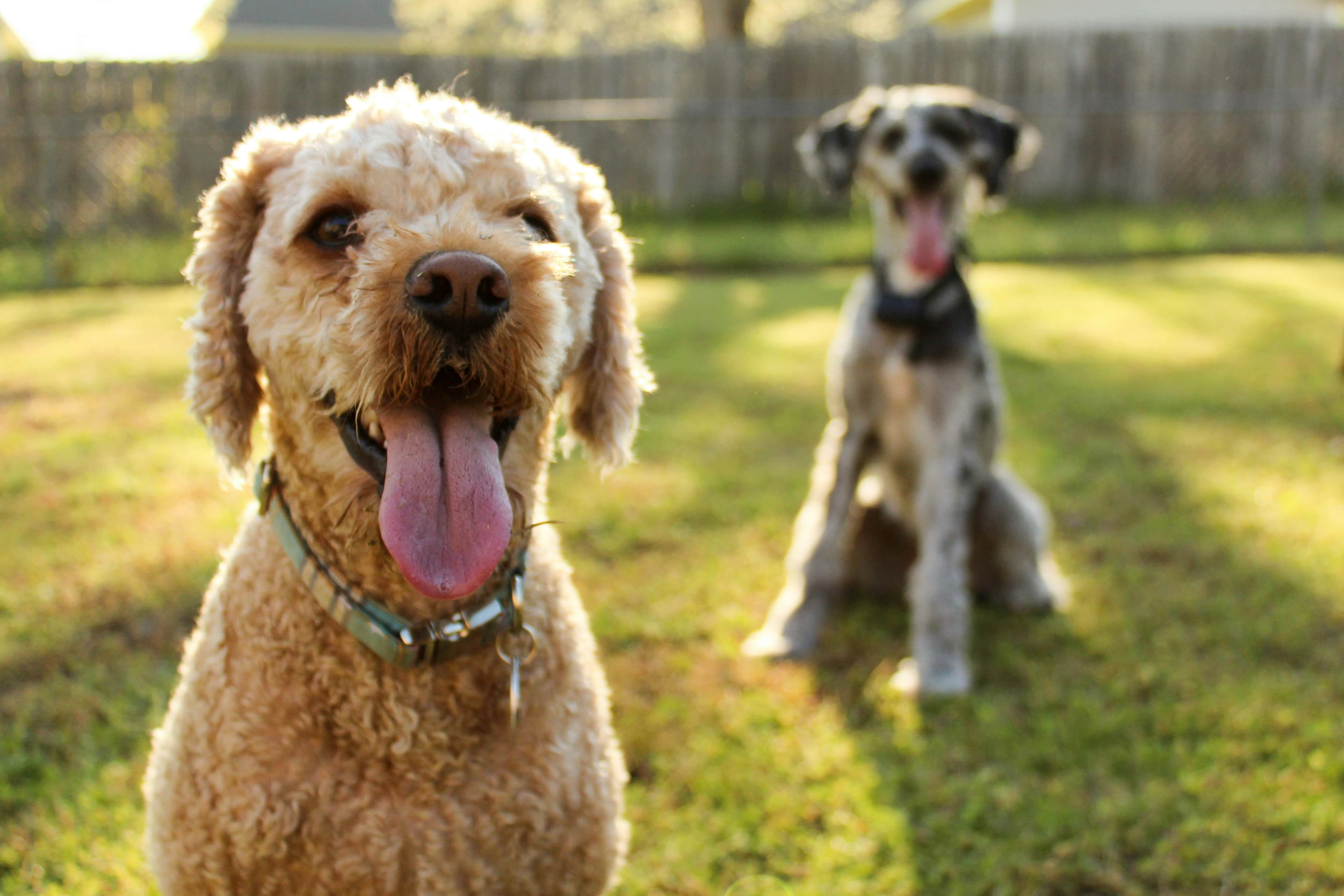 Happy dogs in a clean backyard